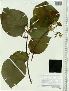 Калина вильчатая Blume ex Hook. fil. & Thomson, Сибирь, Дальний Восток (S6) (Россия)