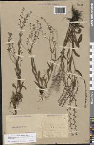 Myosotis alpestris subsp. suaveolens (Waldst. & Kit. ex Willd.) Strid, Восточная Европа, Восточный район (E10) (Россия)