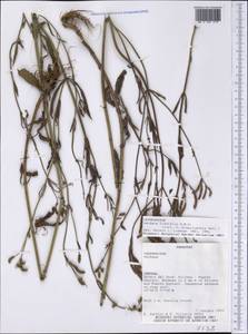 Verbena litoralis Kunth, Америка (AMER) (Парагвай)