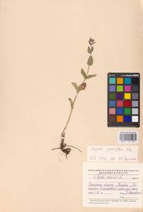 MHA 0 155 707, Nepeta ucranica subsp. parviflora (M.Bieb.) M.Masclans de Bolos, Восточная Европа, Средневолжский район (E8) (Россия)