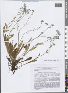 Незабудка альпийская F.W.Schmidt, Восточная Европа, Северный район (E1) (Россия)