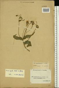 Picris hieracioides subsp. hieracioides, Средняя Азия и Казахстан, Прикаспийский Устюрт и Северное Приаралье (M8) (Казахстан)