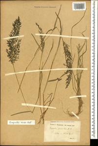 Полевичка малая Host, Кавказ, Азербайджан (K6) (Азербайджан)