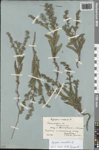 Кривоцвет восточный (L.) Kusn., Восточная Европа, Нижневолжский район (E9) (Россия)