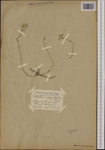 Odontarrhena serpyllifolia (Desf.) Jord. & Fourr., Западная Европа (EUR) (Франция)