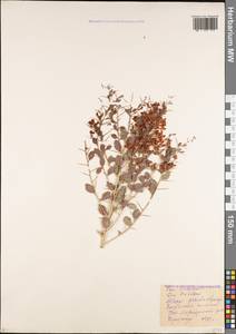 Верблюжья колючка обыкновенная (M.Bieb.) Desv. ex Wangerin, Кавказ, Грузия (K4) (Грузия)