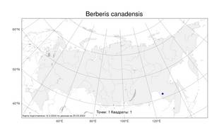 Berberis canadensis Mill., Атлас флоры России (FLORUS) (Россия)
