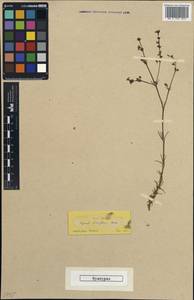 Asperula lilaciflora Boiss., Зарубежная Азия (ASIA) (Ирак)