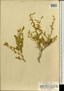 Терескен хохолковый (L.) Gueldenst., Монголия (MONG) (Монголия)