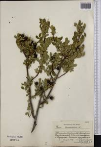 Шиповник колючейший, Шиповник бедренцелистный L., Средняя Азия и Казахстан, Джунгарский Алатау и Тарбагатай (M5) (Казахстан)