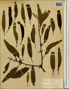 Loranthaceae, Африка (AFR) (Эфиопия)