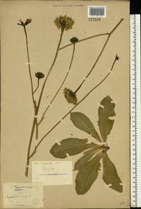 Trommsdorffia maculata (L.) Bernh., Восточная Европа, Северо-Украинский район (E11) (Украина)