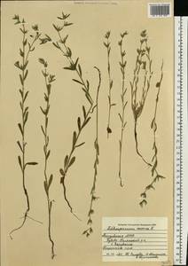 Буглосоидес полевой, Воробейник полевой (L.) I.M.Johnst., Восточная Европа, Средневолжский район (E8) (Россия)