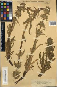Cryptothladia parviflora (Kar. & Kir.) M. J. Cannon, Средняя Азия и Казахстан, Джунгарский Алатау и Тарбагатай (M5) (Казахстан)