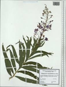 Chamaenerion angustifolium subsp. angustifolium, Западная Европа (EUR) (Северная Македония)