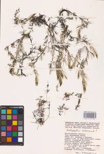 Роголистник светло-зеленый L., Восточная Европа, Нижневолжский район (E9) (Россия)