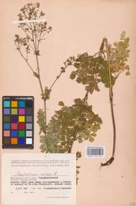 Bасилисник малый L., Восточная Европа, Нижневолжский район (E9) (Россия)