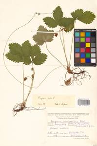 Земляника лесная L., Восточная Европа, Молдавия (E13a) (Молдавия)