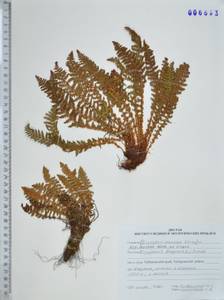 Щитовник пахучий (L.) Schott, Сибирь, Дальний Восток (S6) (Россия)