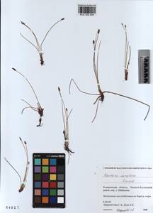 KUZ 002 204, Eleocharis fennica var. sareptana (Zinserl.) Zinserl., Сибирь, Алтай и Саяны (S2) (Россия)