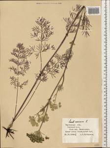 Жабрица однолетняя L., Восточная Европа, Центральный лесостепной район (E6) (Россия)