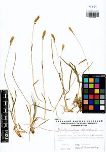 Душистый колосок обыкновенный L., Сибирь, Прибайкалье и Забайкалье (S4) (Россия)