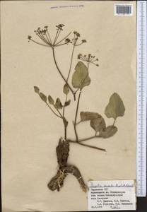 Дудник тройчатый Regel & Schmalh., Средняя Азия и Казахстан, Памир и Памиро-Алай (M2) (Таджикистан)