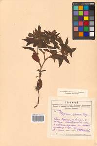 Кенигия аянская (Regel & Tiling) J.H.Xue, Chepinoga & K.P.Ma, Сибирь, Дальний Восток (S6) (Россия)