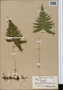 Фегоптерис связывающий, Буковник обыкновенный (Michx.) Watt, Сибирь, Чукотка и Камчатка (S7) (Россия)