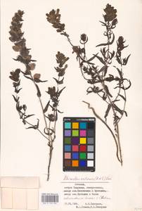 MHA 0 162 036, Rhinanthus osiliensis (Ronniger & Saarsoo) Vassilcz., Восточная Европа, Эстония (E2c) (Эстония)