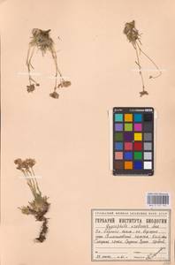 Качим уральский Less., Восточная Европа, Восточный район (E10) (Россия)