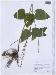 Lamiaceae, Западная Европа (EUR) (Германия)