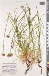 Гвоздика головчатая J.St.-Hil., Кавказ, Краснодарский край и Адыгея (K1a) (Россия)