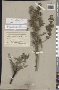 Оносма многоцветная Klokov, Восточная Европа, Нижневолжский район (E9) (Россия)