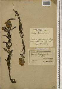 Pentanema britannicum (L.) D.Gut.Larr., Santos-Vicente, Anderb., E.Rico & M.M.Mart.Ort., Кавказ, Азербайджан (K6) (Азербайджан)