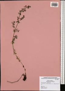 Подмаренник мягкий L., Восточная Европа, Центральный район (E4) (Россия)