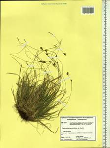 Осока сабинская (Less. ex Kunth) Kük., Сибирь, Центральная Сибирь (S3) (Россия)