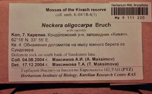 MW 9 111 220, Neckera oligocarpa Bruch, Гербарий мохообразных, Мхи - Карелия, Ленинградская и Мурманская области (B4) (Россия)