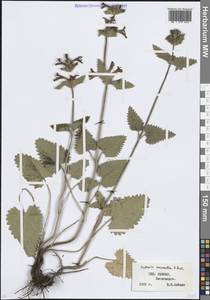 Betonica macrantha K.Koch, Кавказ, Ставропольский край, Карачаево-Черкесия, Кабардино-Балкария (K1b) (Россия)