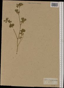 Trifolium thalii Vill., Западная Европа (EUR) (Неизвестно)