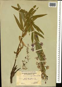 Иван-чай узколистный (L.) Scop., Кавказ, Южная Осетия (K4b) (Южная Осетия)