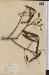 Cassia fistula L., Америка (AMER) (Куба)