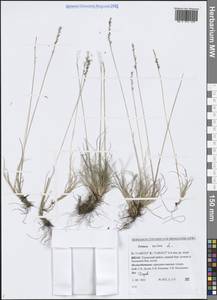 Овсяница овечья L., Сибирь, Западная Сибирь (S1) (Россия)