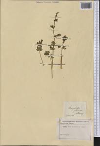 Капноидес вечнозеленый (L.) Borkh., Америка (AMER) (Неизвестно)