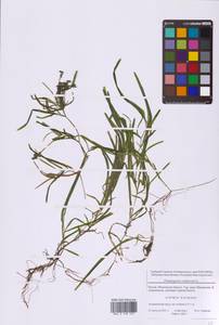 Рдест сплюснутый L., Восточная Европа, Московская область и Москва (E4a) (Россия)