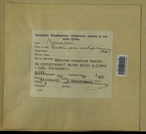 Calliergon cordifolium (Hedw.) Kindb., Гербарий мохообразных, Мхи - Москва и Московская область (B6a) (Россия)
