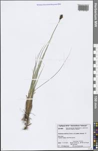 Carex borealipolaris S.R.Zhang, Сибирь, Центральная Сибирь (S3) (Россия)