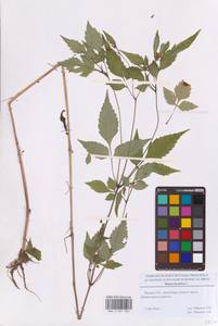 Череда олиственная, Череда многолистная L., Восточная Европа, Московская область и Москва (E4a) (Россия)