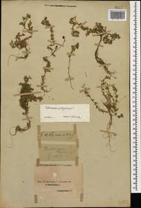 Scleranthus annuus subsp. polycarpos (L.) Thell., Кавказ, Азербайджан (K6) (Азербайджан)