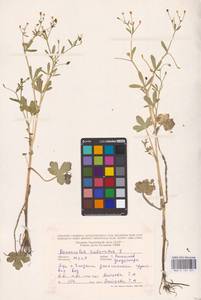 Лютик ядовитый L., Восточная Европа, Молдавия (E13a) (Молдавия)